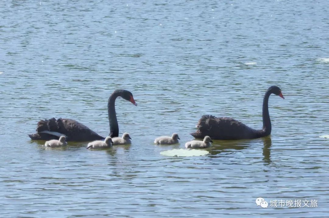 城晚拍拍丨飞鸟过帆影