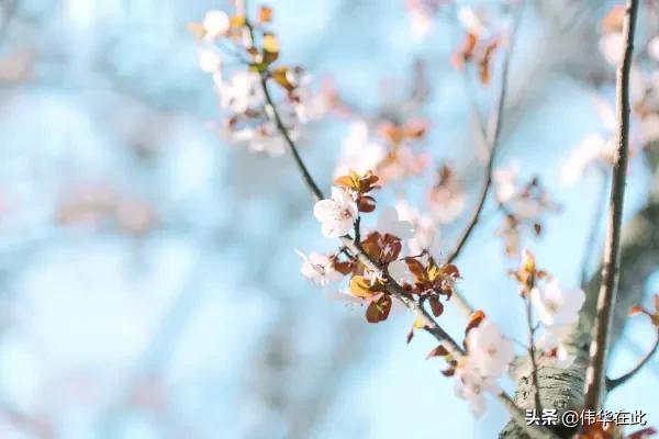 vivoNES3S售价5000多的豪华手机真的值得买吗？最全面的测评