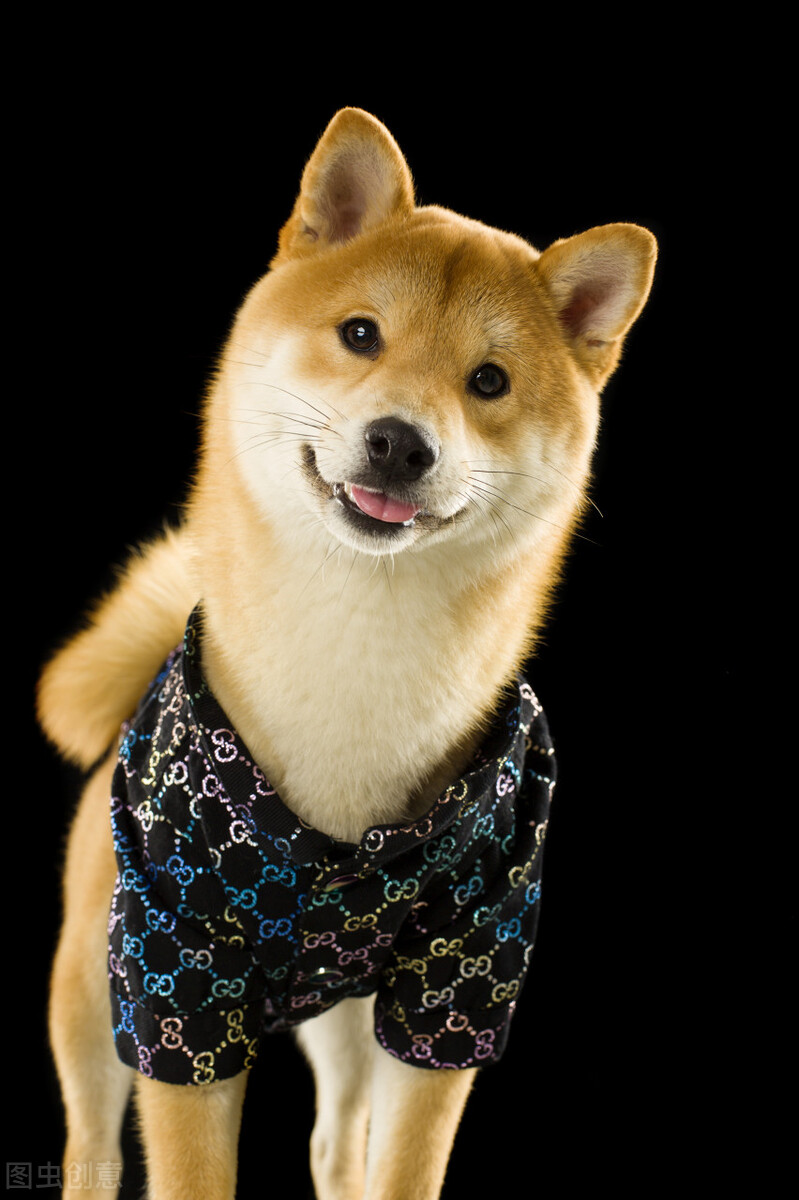 为什么不能养日本柴犬呢,柴犬有什么优点怎么那么呆萌可爱