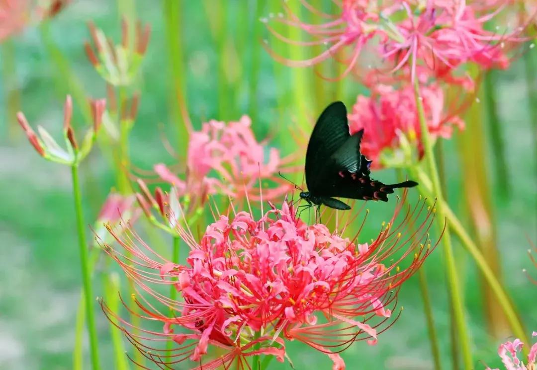 淮安生态环境保护摄影比赛,摄影大师在淮安