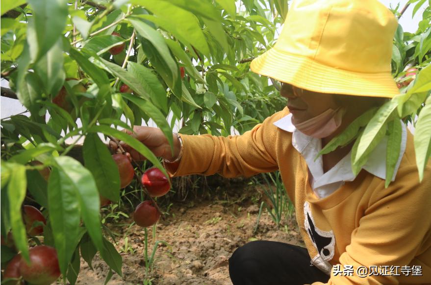 高堡油桃,红寺堡油桃采摘