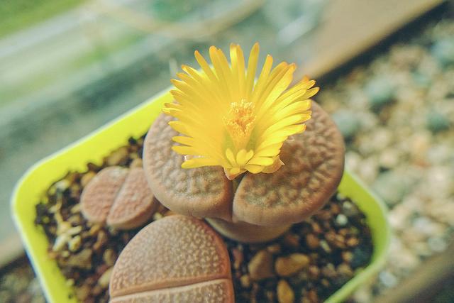 养生石花需要避开的5个误区，总结出了几点，帮你养好生石花