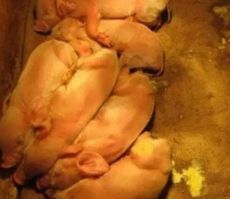 仔猪刚打疫苗拉稀能喂药吗,仔猪拉稀母猪吃点什么药