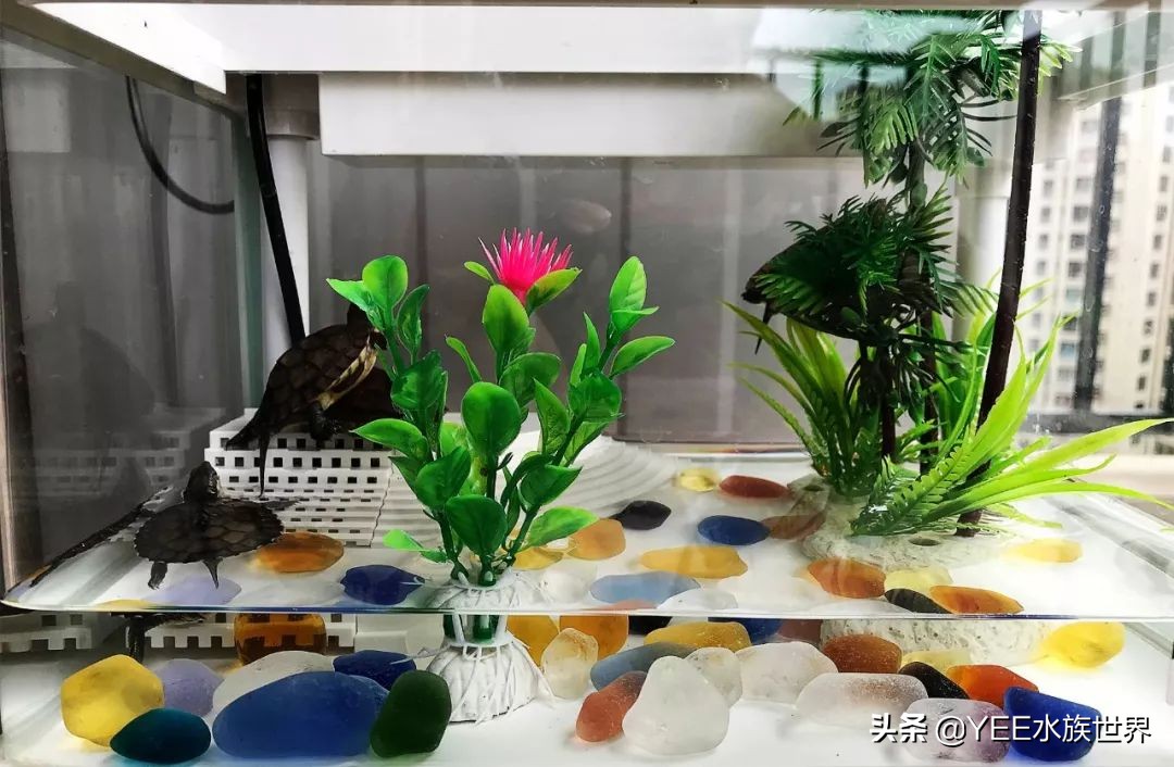 不冬眠的乌龟是什么品种,不冬眠的乌龟怎样过冬