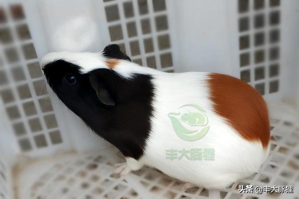 荷兰猪应该怎么养护,荷兰猪养殖怎样管理的呢