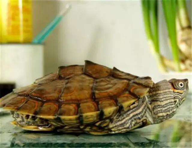 凶猛一点的新手龟,凶猛的龟都有什么品种