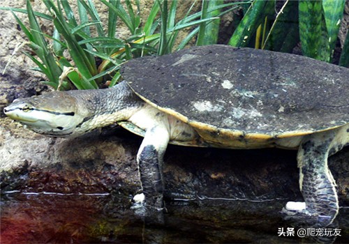 体型小的侧颈龟有哪些,十大外形奇特乌龟