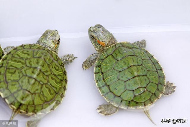红耳巴西龟怎么养最简单的,养巴西龟的正确方法图解