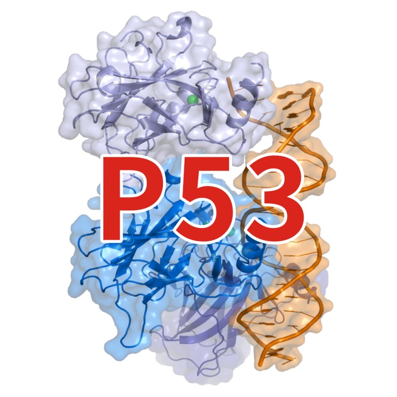 清华大学江鹏课题组发现p53调控肿瘤细胞存活新机制