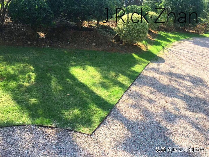 果岭草坪的种植养护方法及技巧,怎么种植一个可以躺的草坪