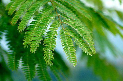 *欢合**树上长“蘑菇”，难道是变异？