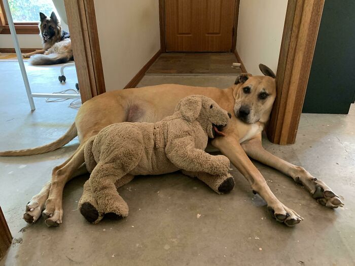 很多狗在一起合照,狗狗和小动物合影