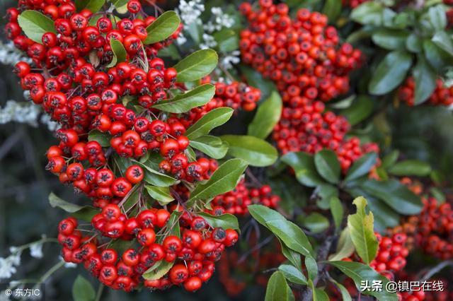 镇巴有什么特色小吃,镇巴味道好不好