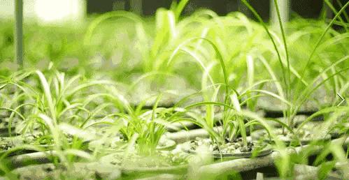 春兰张荷素兰花介绍,每日一品中国兰花春兰