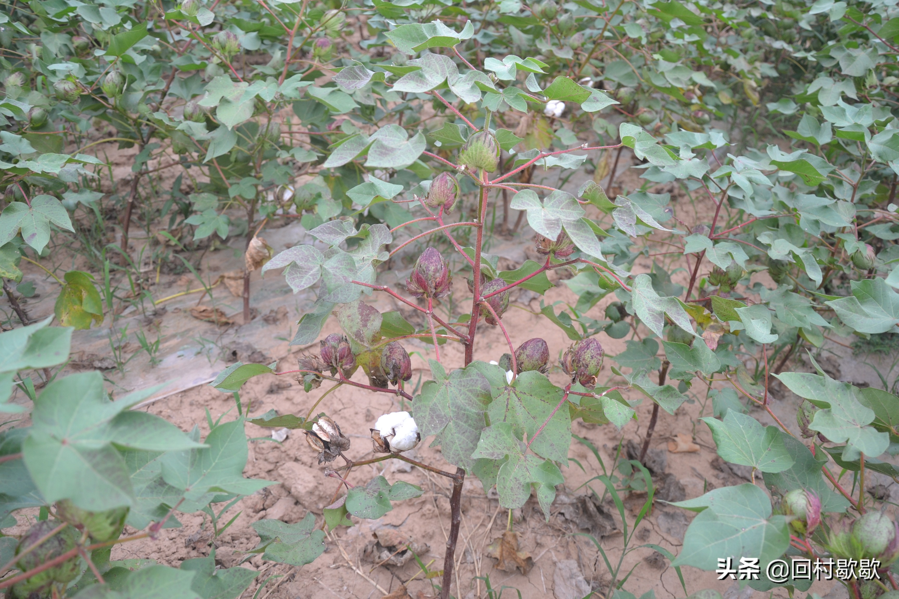 目前棉花地红蜘蛛需要防治吗,棉花红蜘蛛防治方法