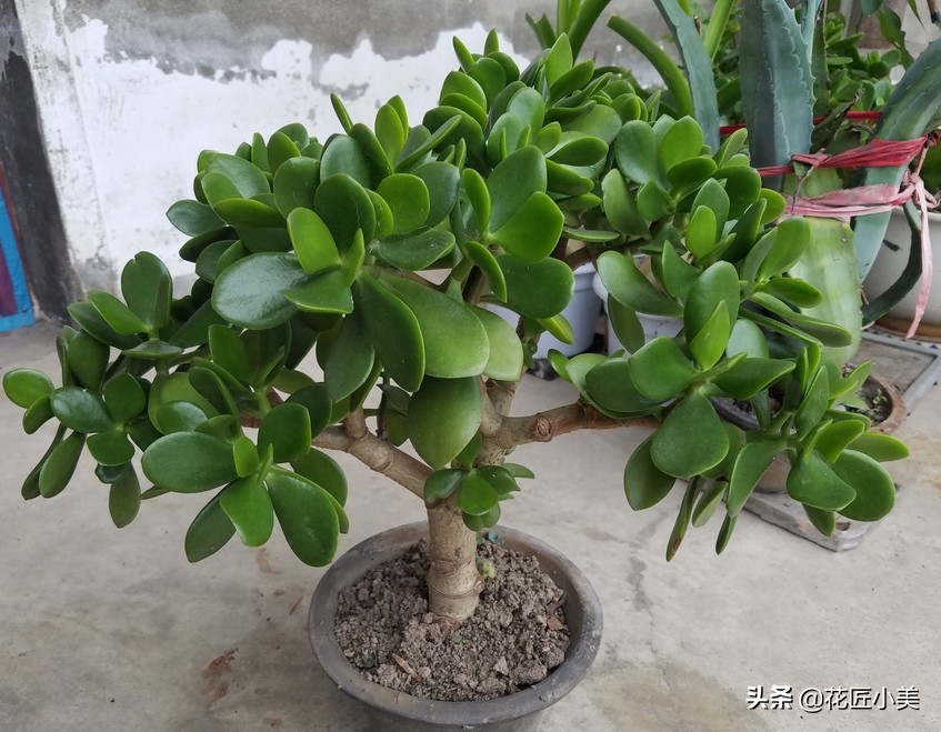 玉树叶子长黄点怎么回事,玉树的叶子发黄是怎么回事