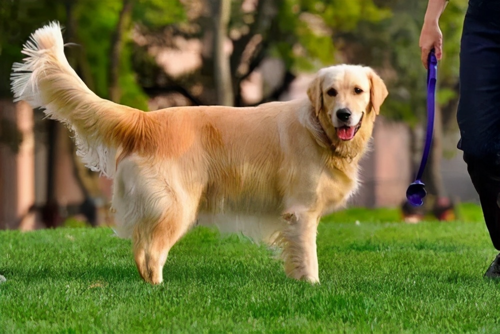 狗狗出门怎么随便走,狗狗出门溜怎么能不脏嘴