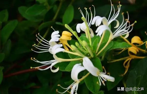 十大新冠特效药名单公布,盘点新冠疫苗及治疗药物