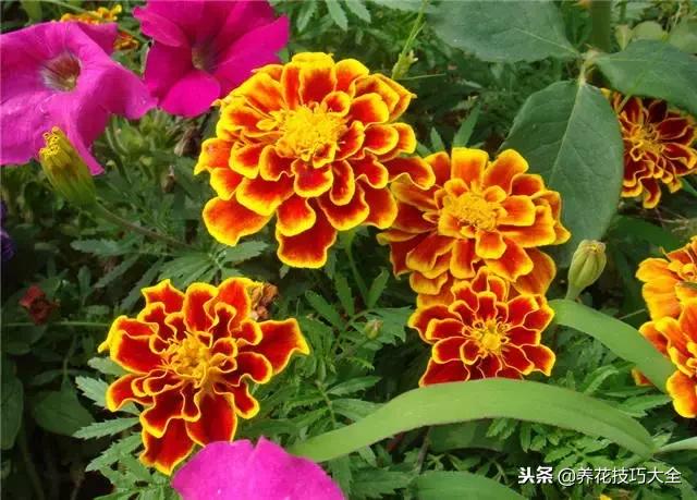 常见小区绿化100种植物图片,常见的水生植物有哪些种