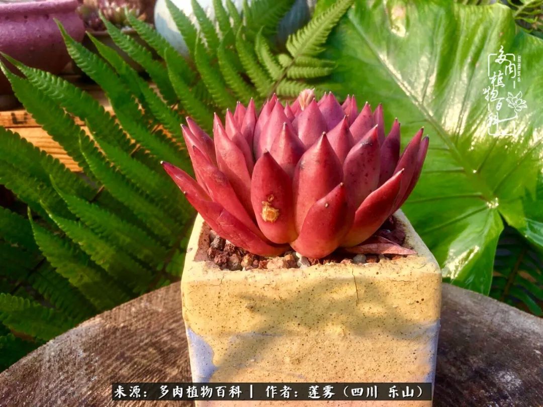 治愈系多肉精灵,初冬携一抹暖阳与多肉相伴