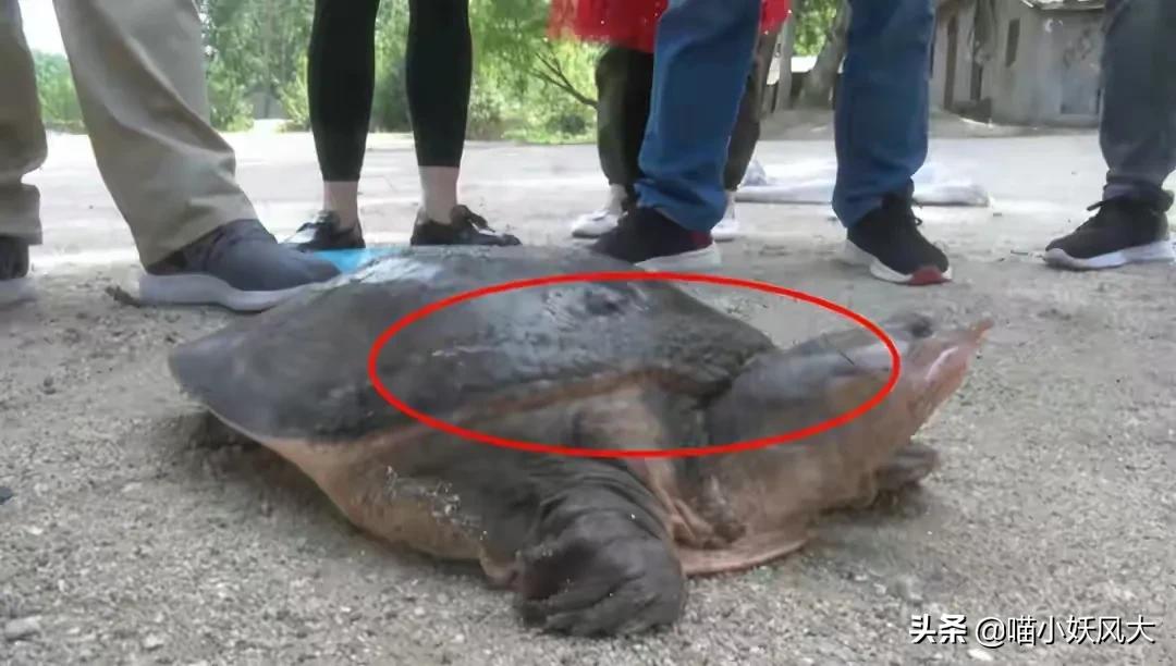 百年巨鳖,百年巨兽被抓视频