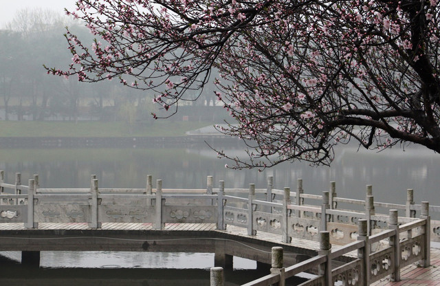 100首春天唯美经典诗词,描写春天花的优美句子诗词