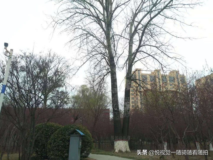 山东聊城，酷树犹如美女的大长腿，连拍照者都称奇