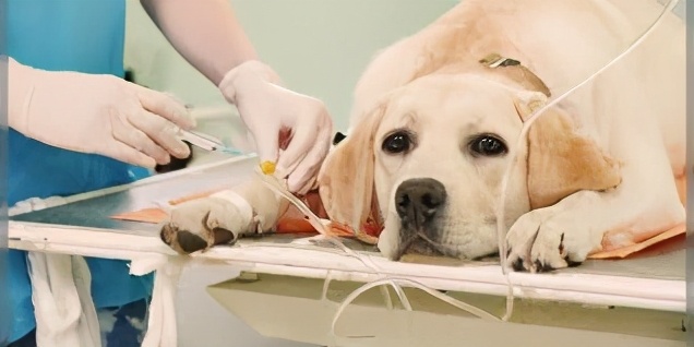 狗狗肾衰竭的治疗方法,幼犬狗狗肾衰竭