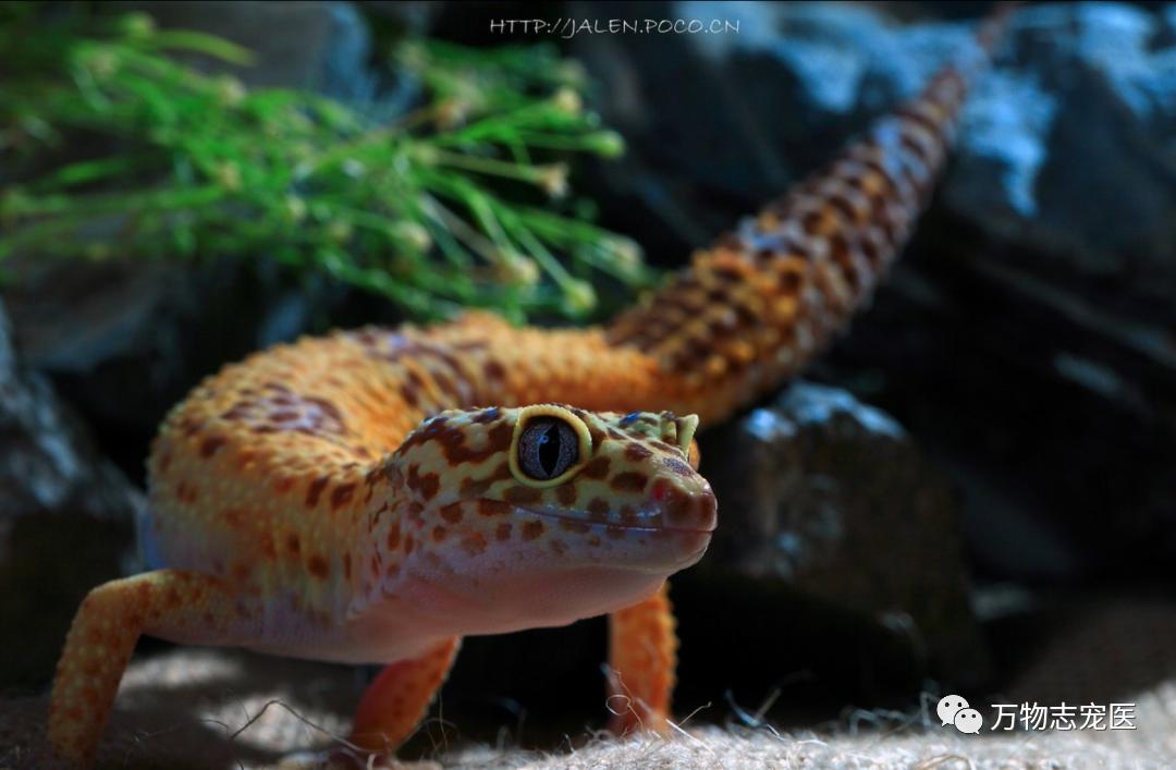 新宠到家笼养几天,新手饲养守宫必备什么品种