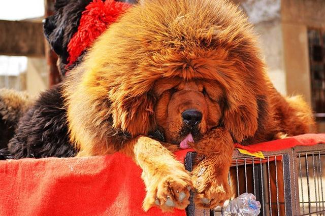 那些年我们养过的狗子,记者揭露藏獒黑幕