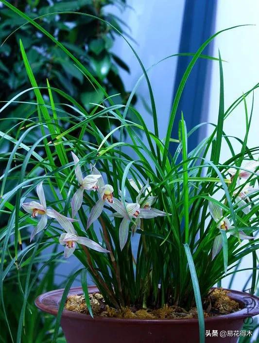 兰花干养根湿养叶怎么理解,兰花喜湿还是喜干
