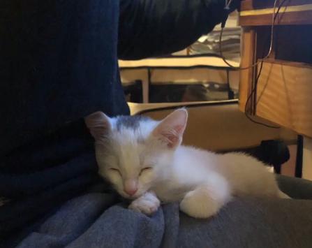 一个月的小猫被粘鼠板粘住了,猫粘鼠板救流浪猫