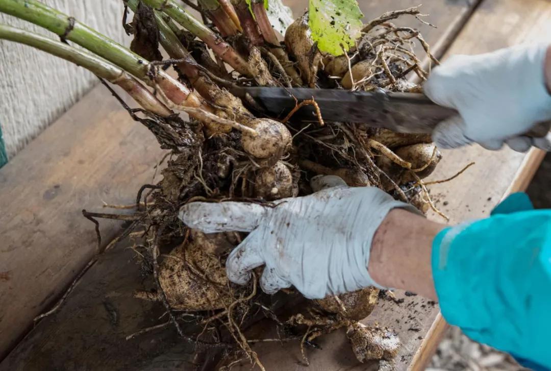 大丽花秋天要起球吗,大丽花怎样越长越好
