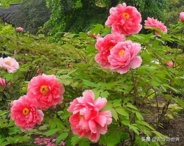 古诗中赞美牡丹的诗句有哪些,我见过雍容华丽的牡丹阅读答案