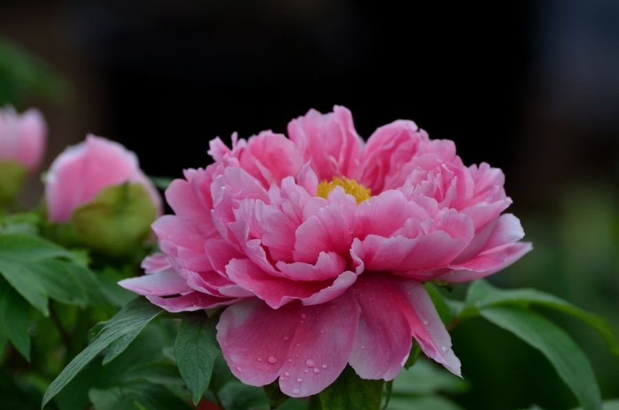 倡导低碳生活获奖教案,低碳生活优质课教案