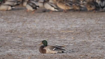飞得最快的游隼，破解了航空史上的气流分离难题