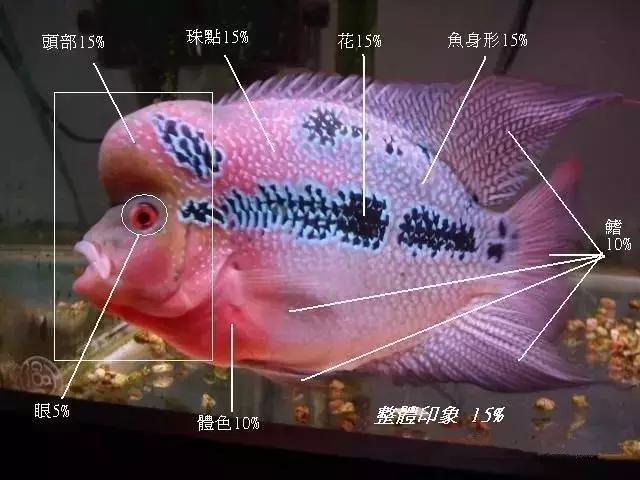 罗汉鱼是不是越凶越容易起头,古典罗汉鱼身板宽好吗