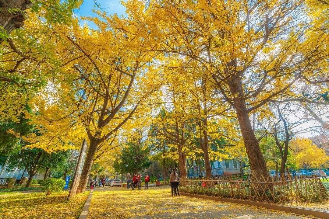 昆明最火网红打卡景点4月份花海,昆明不值得去的景点