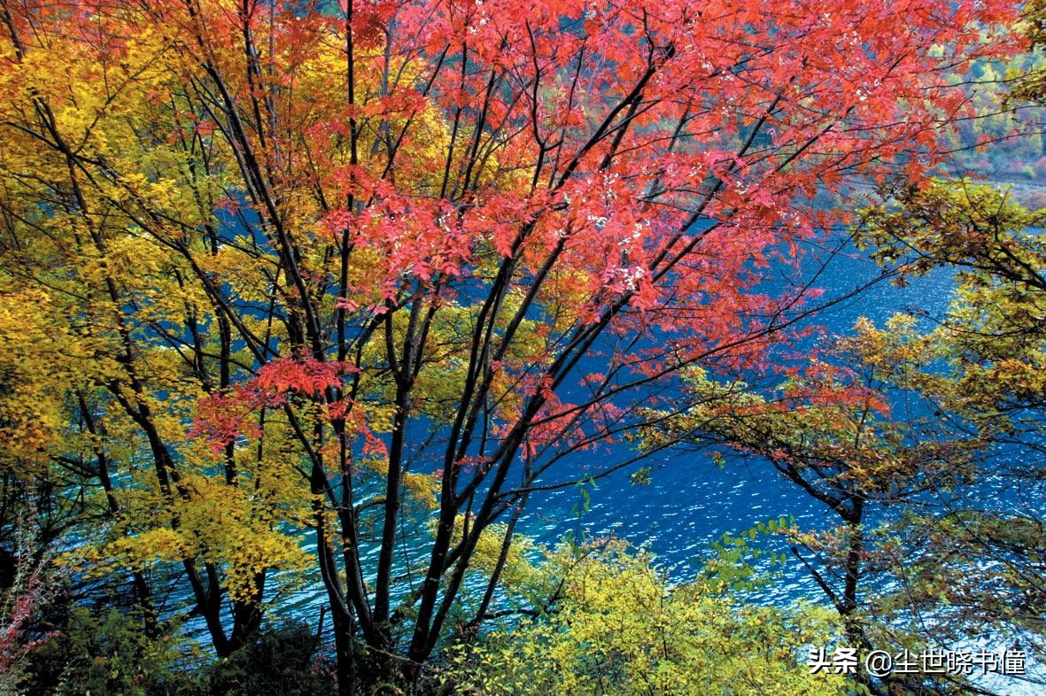 夜里突降暴雨！旅途中的杨万里信手拈来，写下了一首经典的咏雨诗