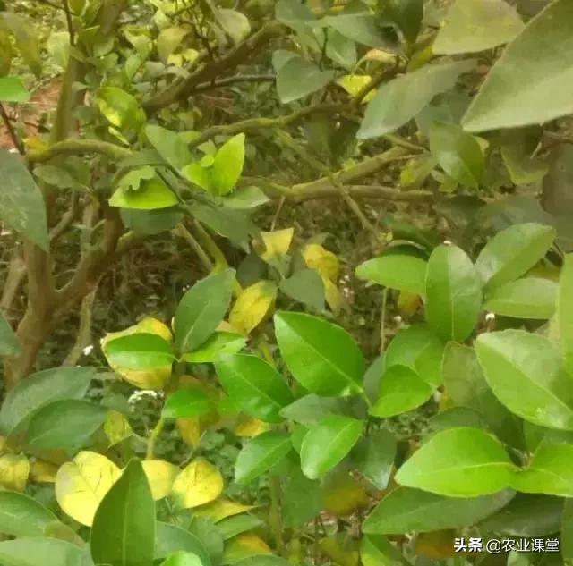 柑橘春季掉叶子怎么补救,柑橘树全掉叶子是什么原因