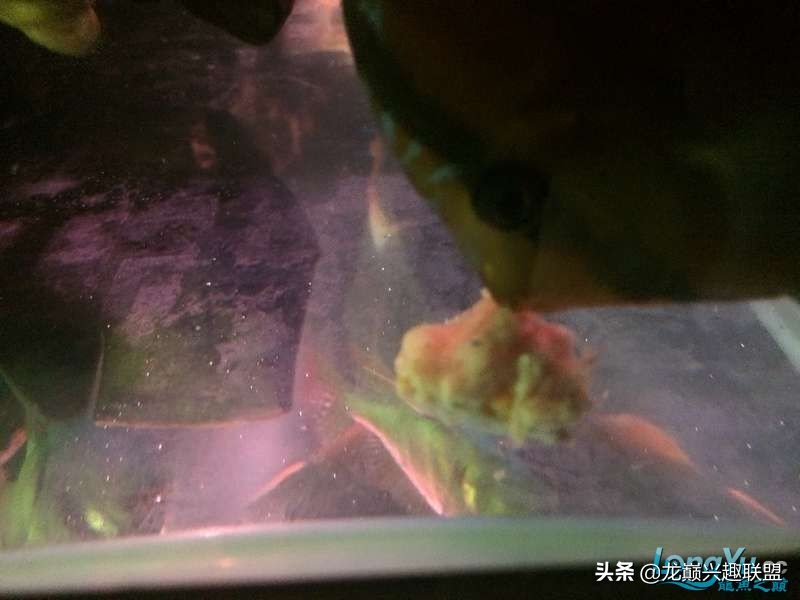 手把手教你做龙鱼最强营养秘方食谱--鲜虾牛肉狮子头,别馋哈