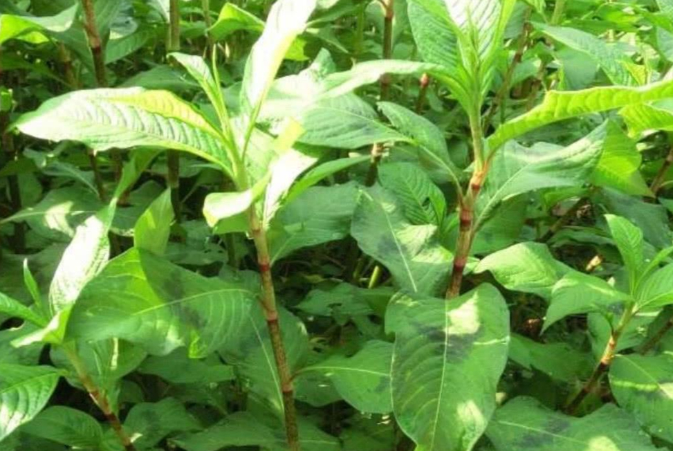 辣蓼草为什么可以醉鱼,野生辣蓼草