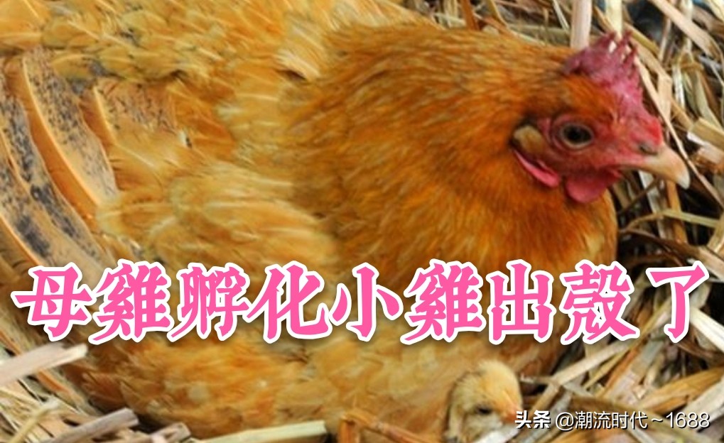 怎么孵化小鸡教学课程,怎么孵化小鸡出壳率高