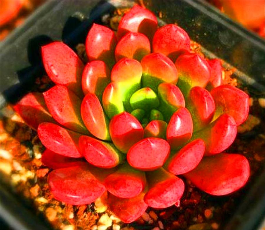 红宝石的养殖方法及修剪,圆叶红宝石怎么养长得快