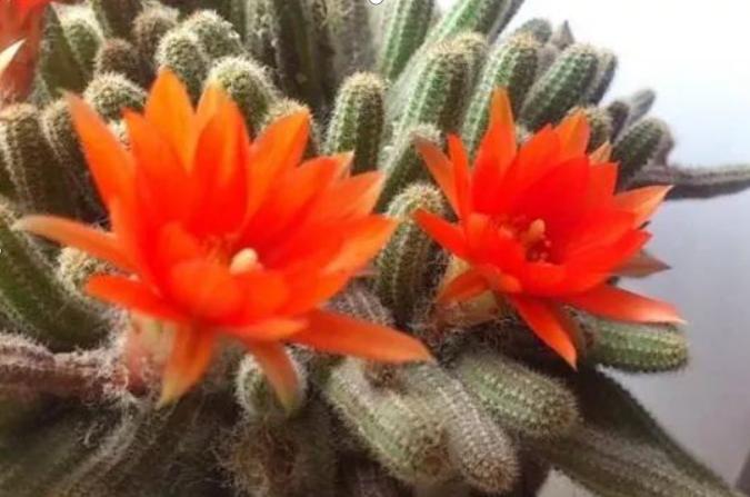 仙人指路健体,仙人指路伤害不高