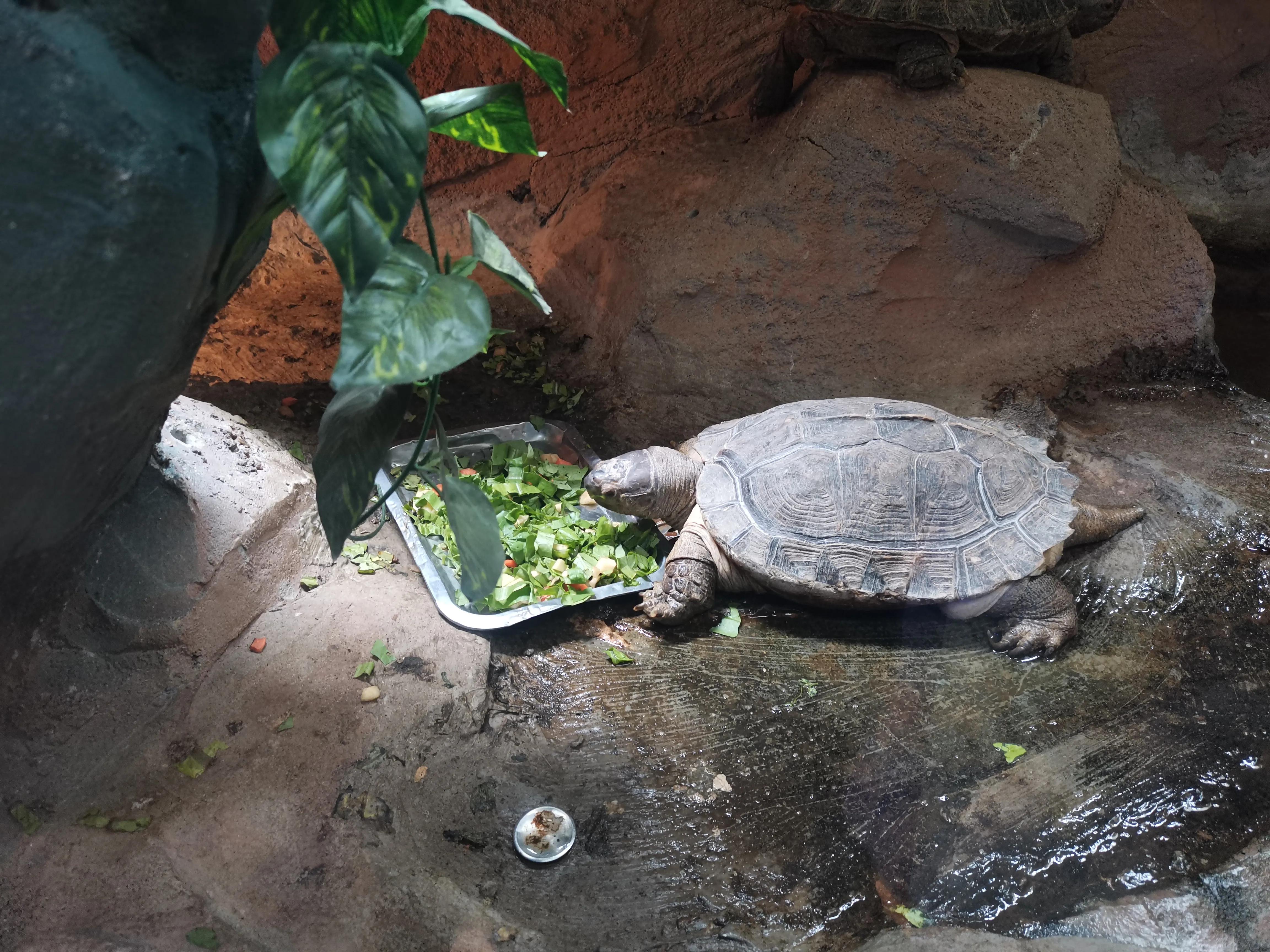 济南野生动物园和宿州野生动物园,宿州野生动物园到宿州皇藏峪