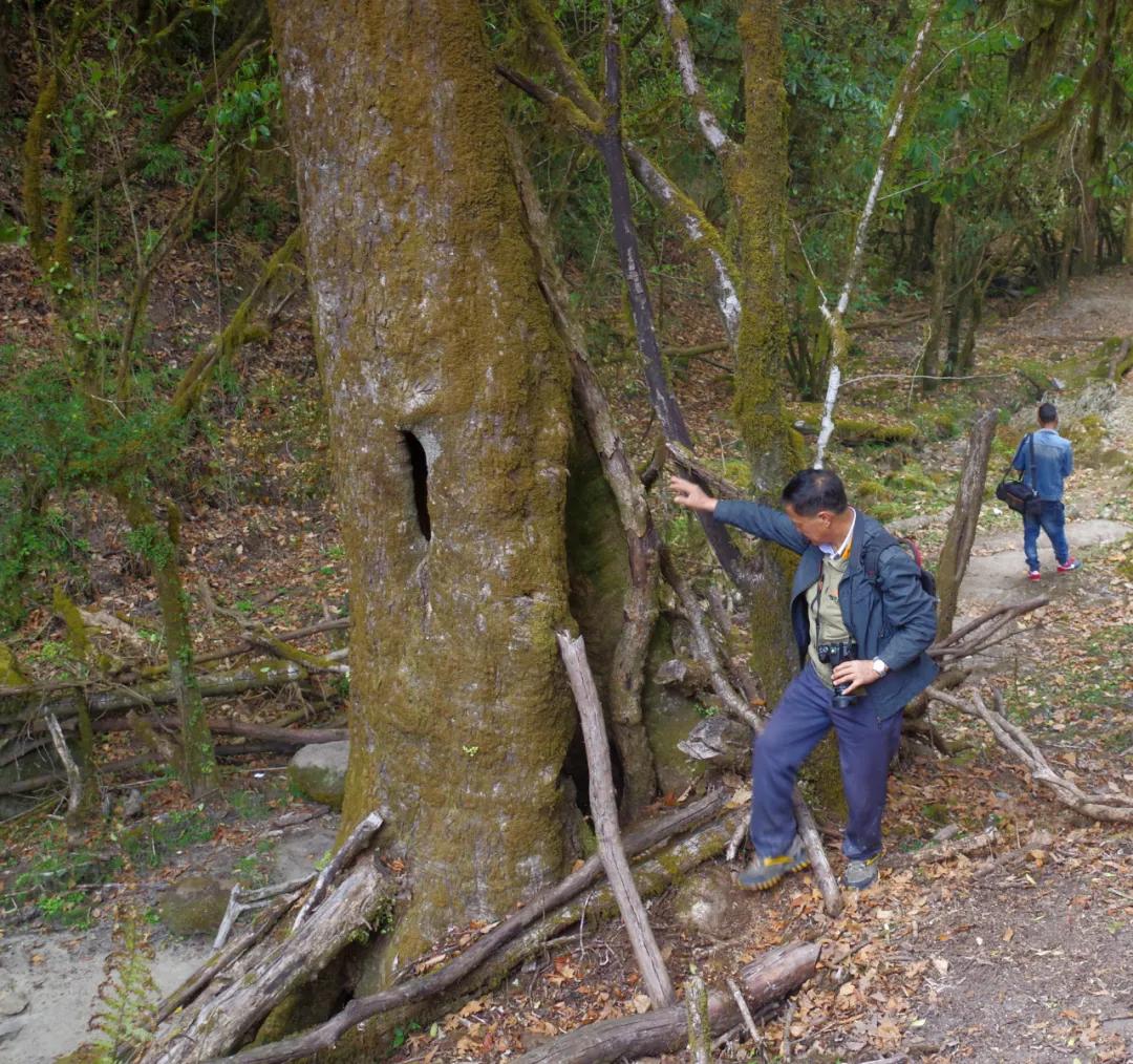 腾冲高山草甸景点,腾冲高原草场