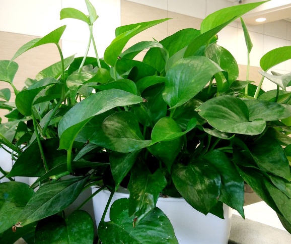 绿萝叶子黄了怎么修剪,绿萝叶子黄了怎么办