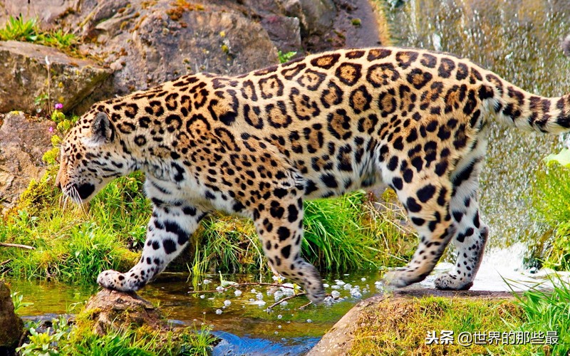 非洲草原上生存过老虎吗?是不是被狮群赶走的?网友的解释很合理