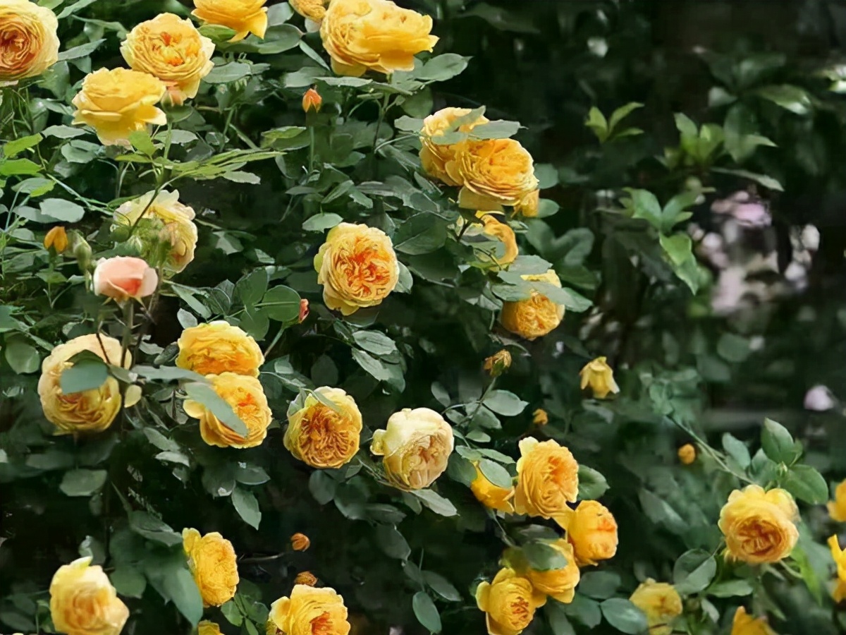 无刺四季开花藤本月季品种有哪些,耐热又耐寒的藤本月季有哪些品种